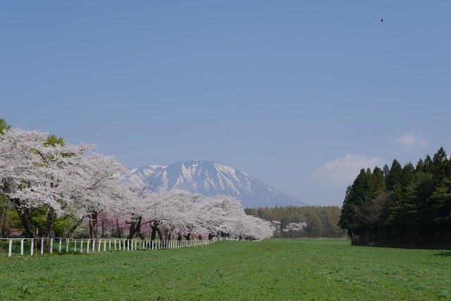 小岩井農場の桜と岩手山