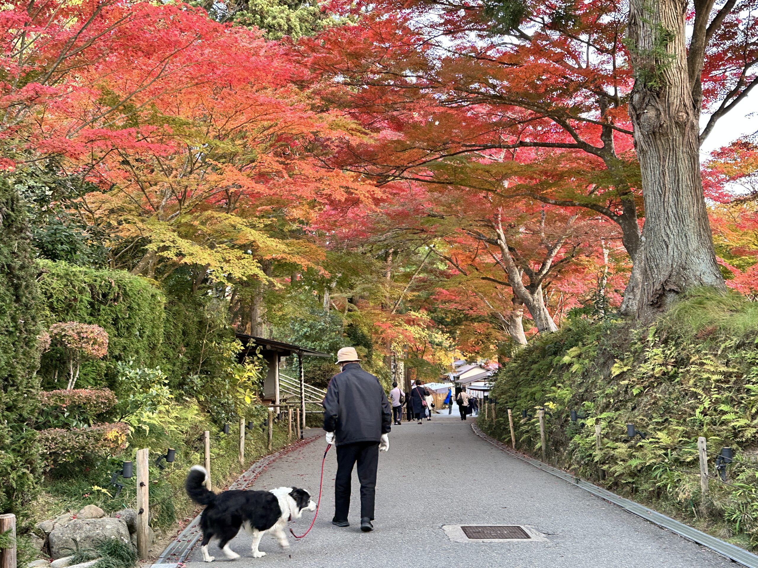 平泉・中尊寺の紅葉