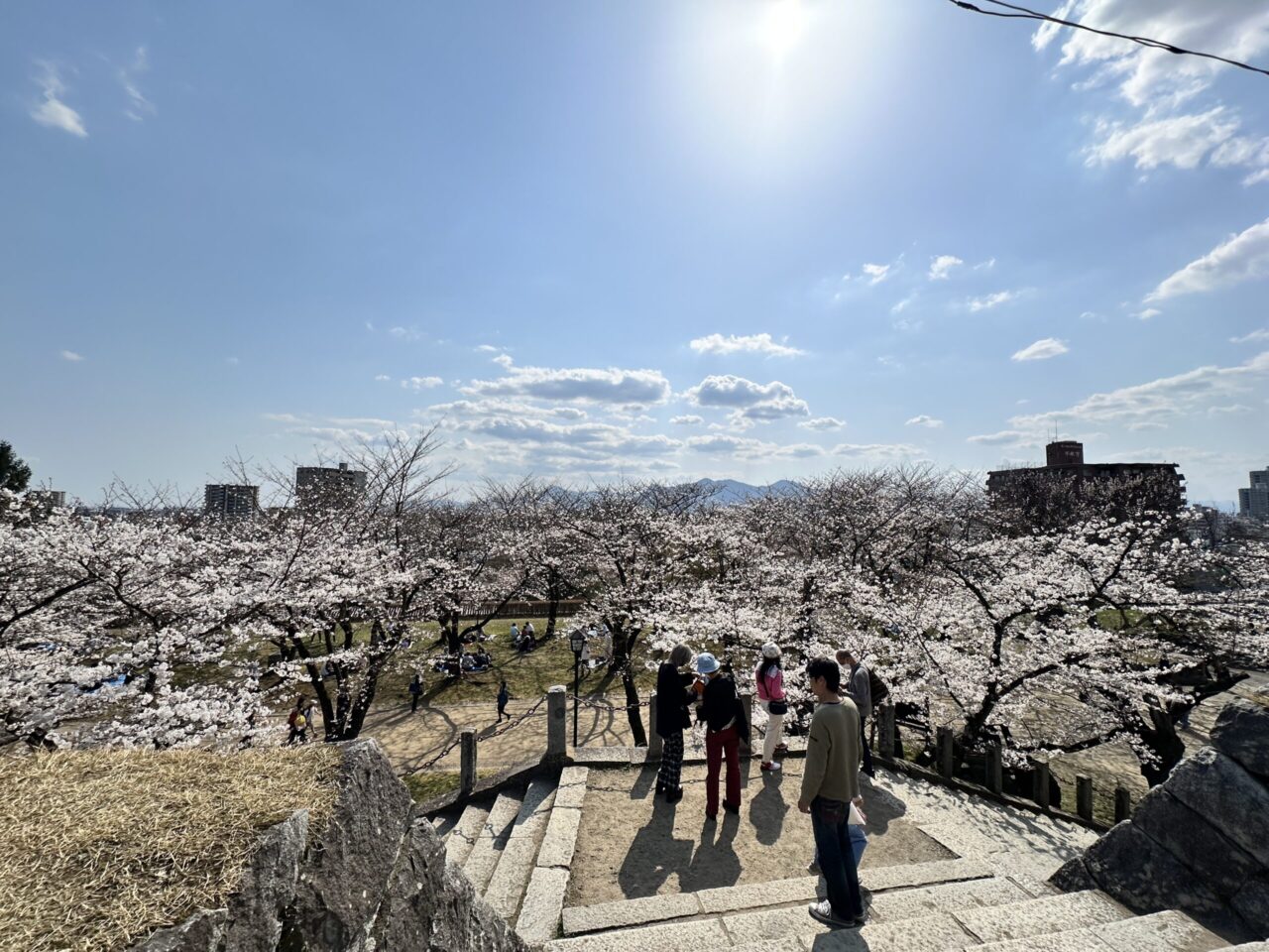 盛岡城趾公園の桜まつり