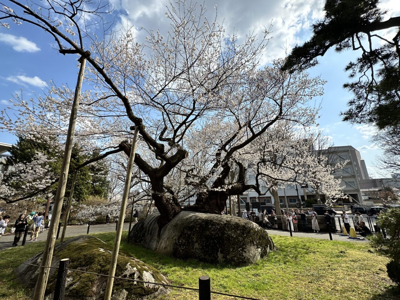 満開の石割桜